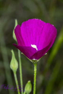 Wineglass Wildflower May 2026